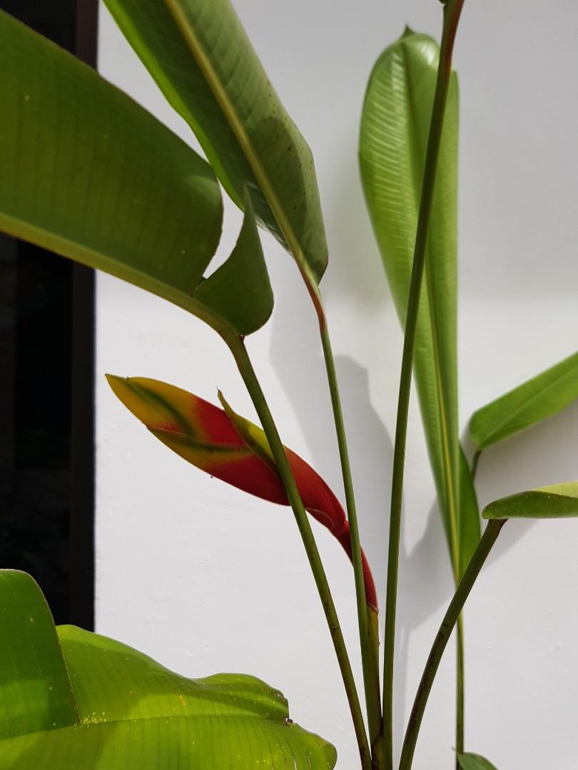 Heliconia Rostrata aka Lobster's Claw, Furniture & Home Living, Gardening,  Plants & Seeds on Carousell