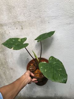 (Category: ) located in . Submitted by plantaeara (Listing ID 1162870135, Image 1). Description: .