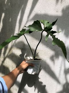 (Category: ) located in . Submitted by plantaeara (Listing ID 1162879241, Image 1). Description: .