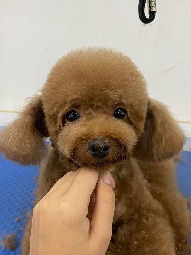 west] home base dog grooming, Pet Supplies, Health Grooming