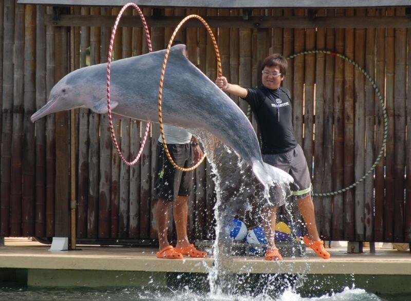 Dolphin Island Singapore E-Tickets, Tickets & Vouchers, Local Attractions &  Transport on Carousell