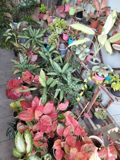 (Category: ) located in . Submitted by randallysm (Listing ID 1162951012, Image 1). Description: .