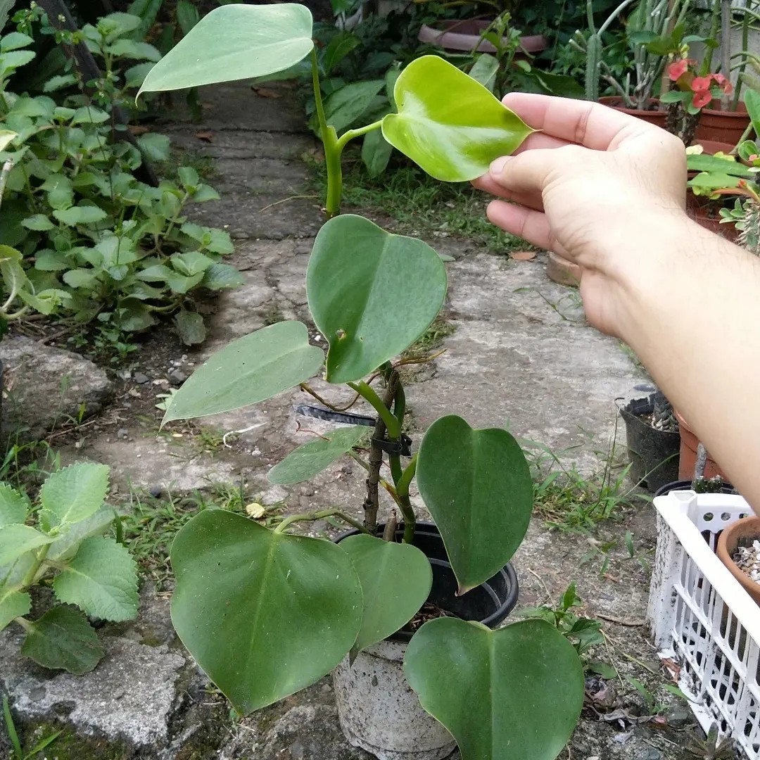 philodendron in pon Bundle (3) of Philodendrons: Pink Princess + Prince of Orange + Ring o –  Wellspring Gardens main image 0
