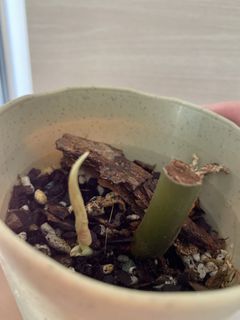 (Category: ) located in . Submitted by planterman (Listing ID 1162917770, Image 1). Description: .