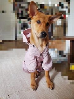 （分類：）位於 。 由 emmarr10 提交（商品編號 1150673112，圖片 1）。簡介： 。