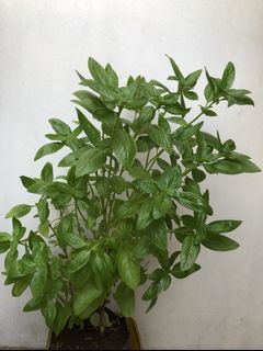 (Category: ) located in . Submitted by urbangardener (Listing ID 1162968816, Image 1). Description: .