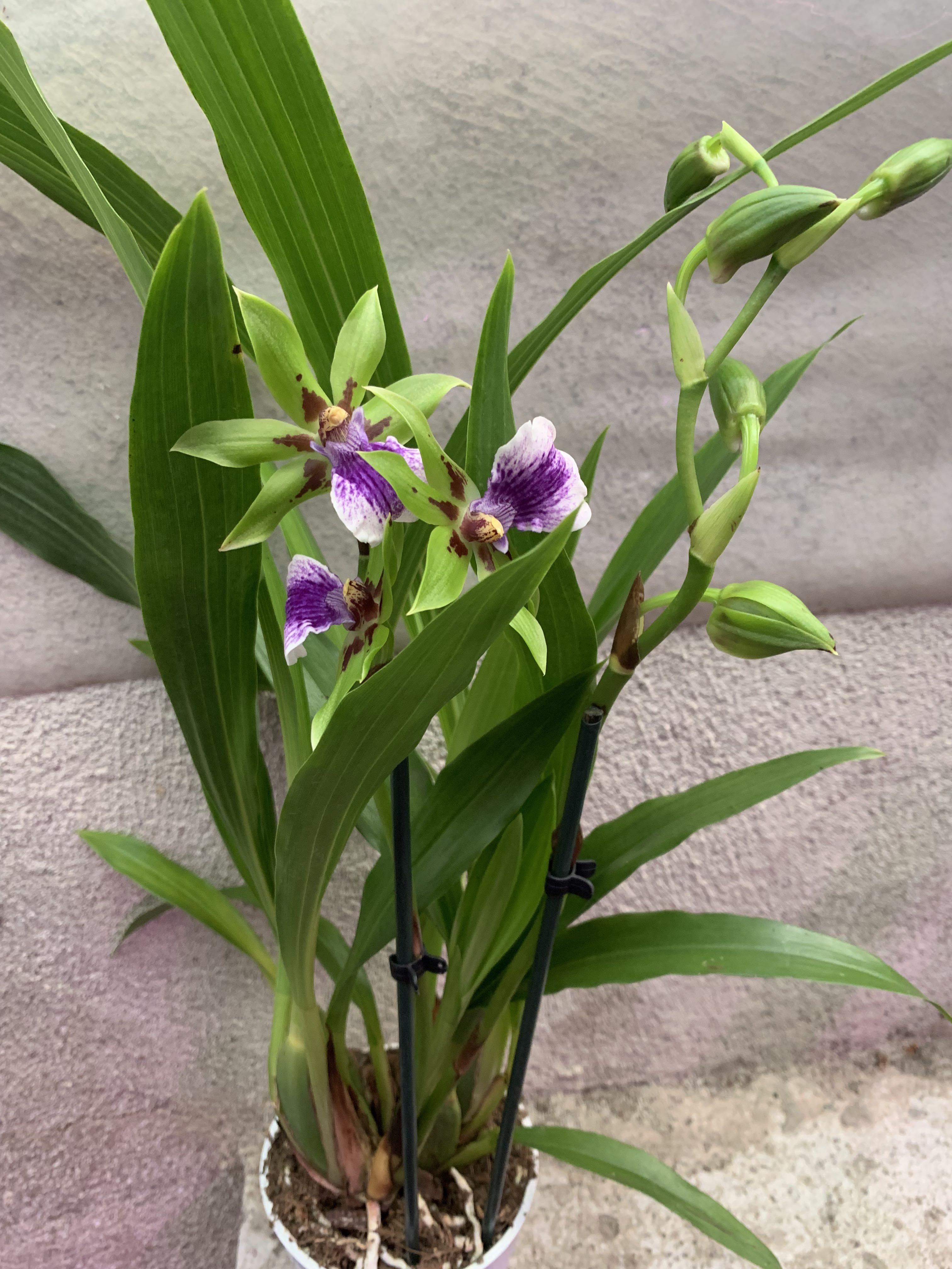 Zygopetalum Impasto Green, Furniture & Home Living, Gardening, Plants