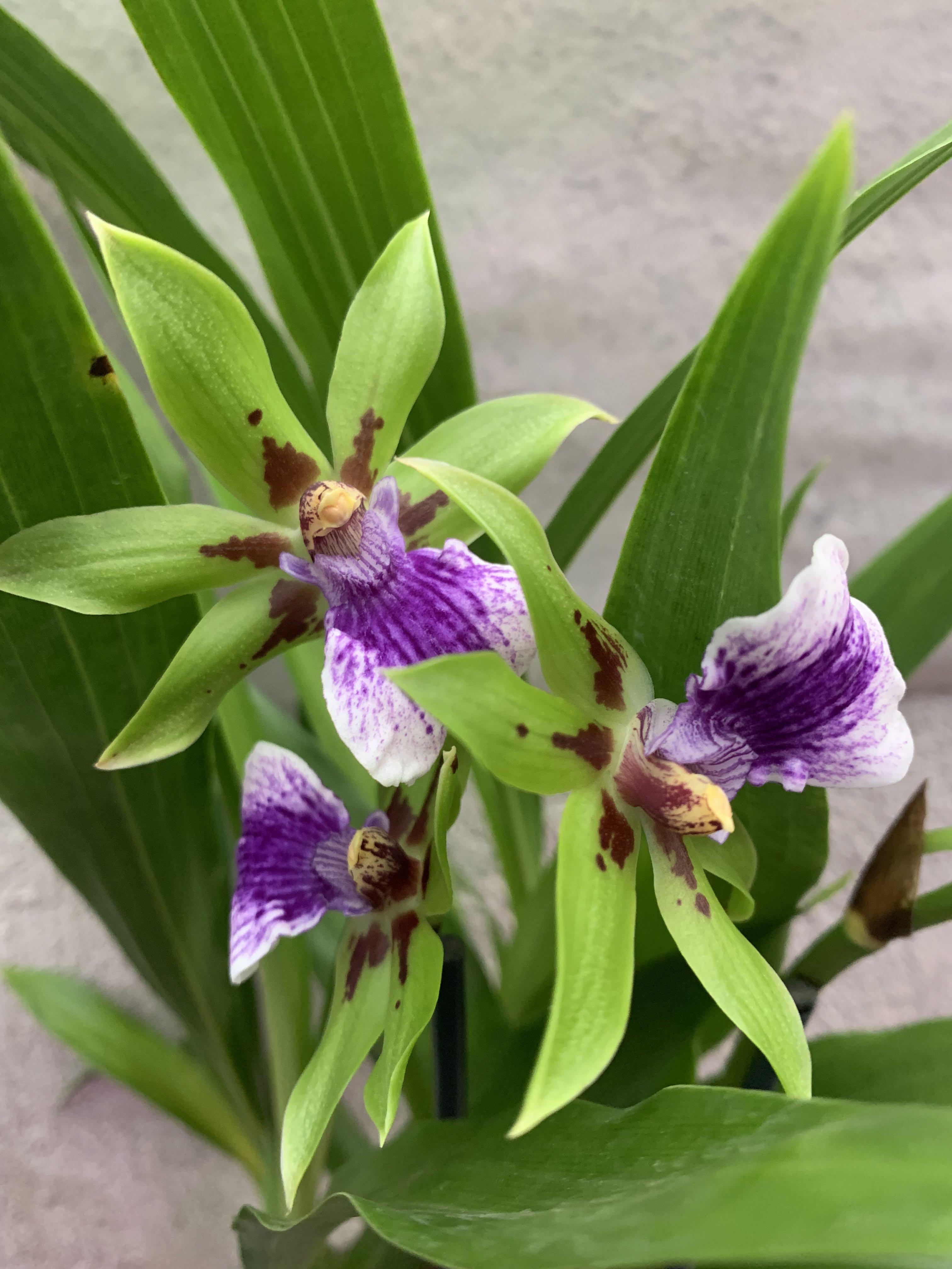 Zygopetalum Impasto Green, Furniture & Home Living, Gardening, Plants