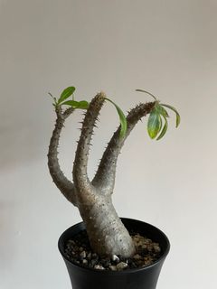 （分類：）位於 。 由 daveyyin 提交（商品編號 1163162778，圖片 1）。簡介： 。