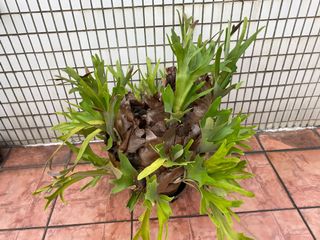 （分類：）位於 。 由 tmdhdodb 提交（商品編號 1163207080，圖片 1）。簡介： 。