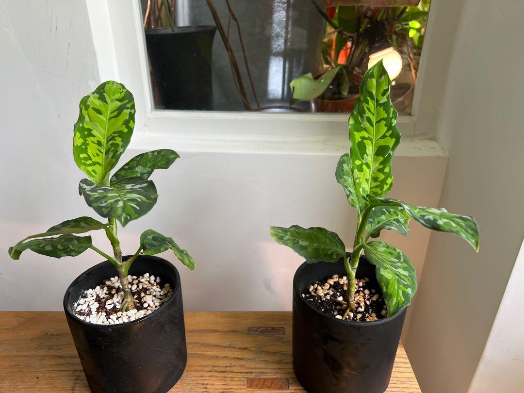 ■ Aglaonema pictum ''kashyyyk'' ''雷切'' 交配株 ■