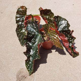 (Category: ) located in . Submitted by prettyeasyplants (Listing ID 1163161685, Image 1). Description: .