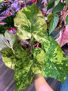 (Category: ) located in . Submitted by naturetrend (Listing ID 1163286327, Image 1). Description: .