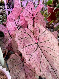 (Category: ) located in . Submitted by naturetrend (Listing ID 1163285592, Image 1). Description: .