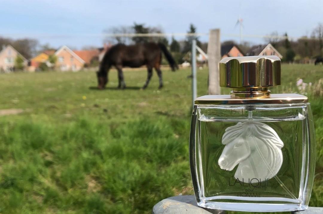 Lalique pour homme horse on sale