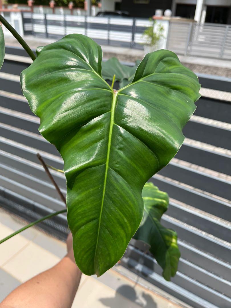 Rare Philodendron Delinksii. campestre.al.gov.br