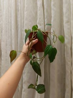 (Category: ) located in . Submitted by plantbaos (Listing ID 1163257065, Image 1). Description: .