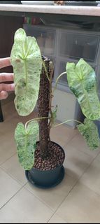 (Category: ) located in . Submitted by plantbaos (Listing ID 1163243420, Image 1). Description: .