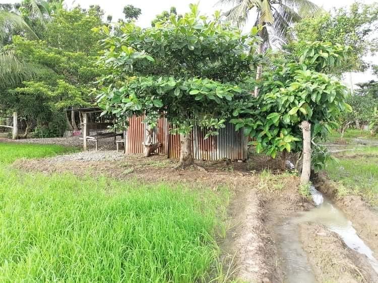 Rice Farm with lot for sale, Property, For Sale, Lot on Carousell