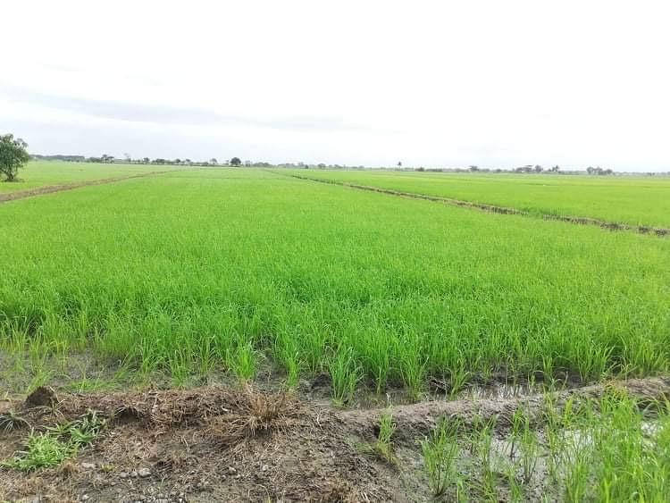 Rice Farm with lot for sale, Property, For Sale, Lot on Carousell