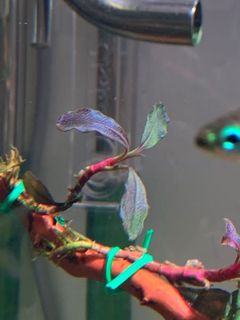 （分類：）位於 。 由 cho726 提交（商品編號 1157607379，圖片 1）。簡介： 。
