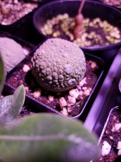 （分類：）位於 。 由 slashyy 提交（商品編號 1163466877，圖片 1）。簡介： 。