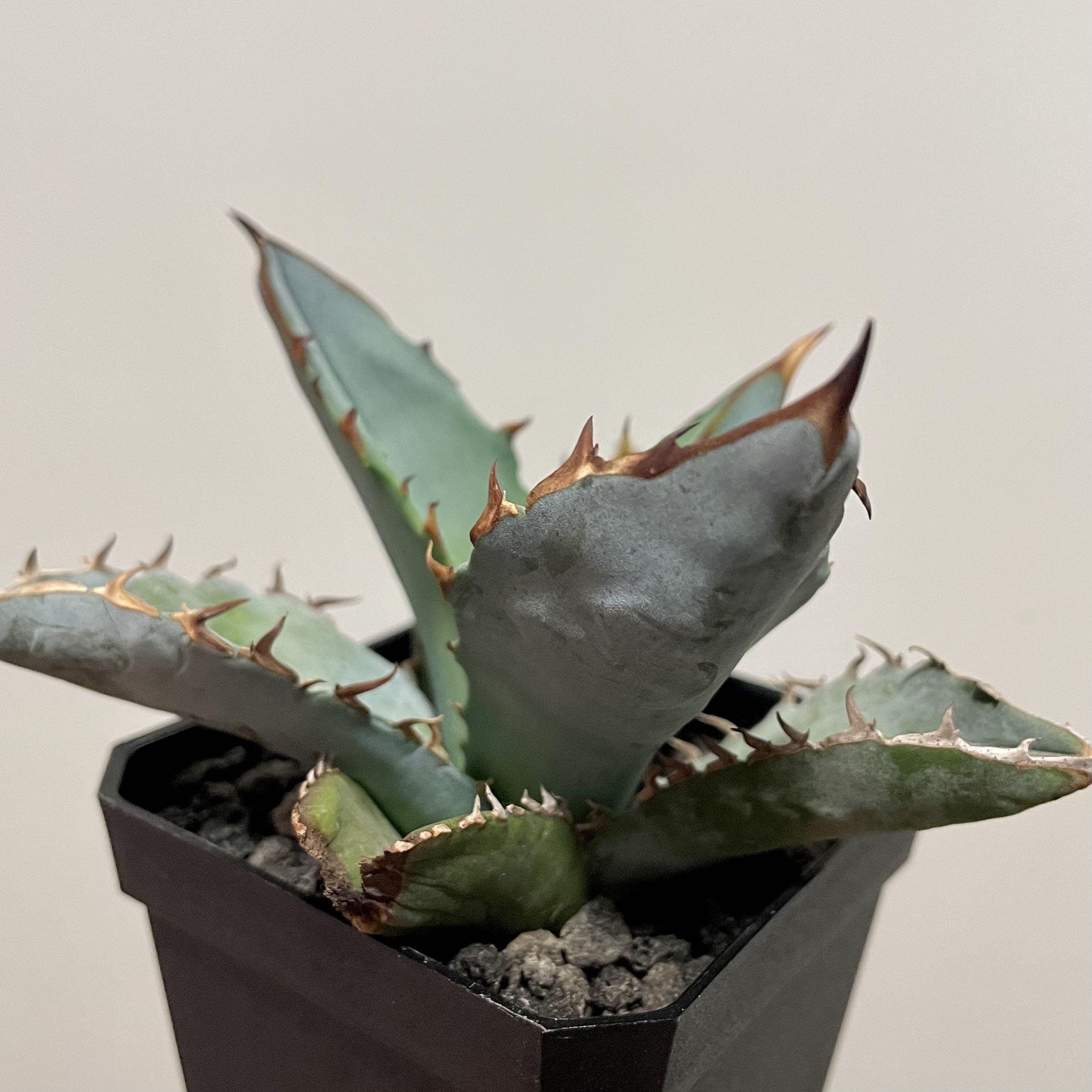 龍舌蘭苗藍嚴龍agave Titanota Blue 多肉植物塊根植物非象牙宮龜甲龍仙人球 傢俬 家居 園藝 植物及種子 Carousell