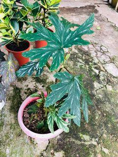 Begonia aconitifolia plant