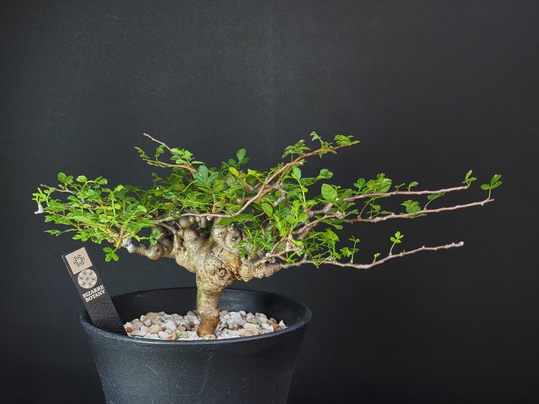 t*o様 CE11 コミフォラ エイル Commiphora sp.Ely 緑肌 Commiphora sp. somalia eyl / コミフォラ エイル (微発根) |