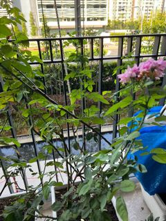 (Category: ) located in . Submitted by bichnh (Listing ID 1163323713, Image 1). Description: .