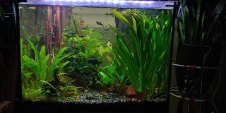 Giant Vallisneria