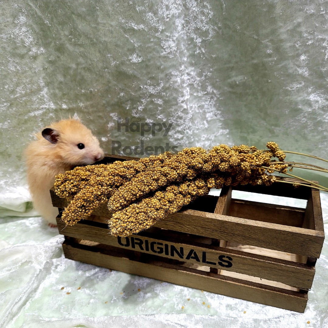 Can hamsters eat top millet spray