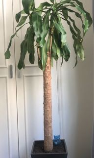（分類：）位於 。 由 jeanngsg 提交（商品編號 1163364485，圖片 1）。簡介： 。
