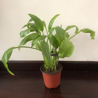（分類：）位於 。 由 jeanngsg 提交（商品編號 1163359572，圖片 1）。簡介： 。