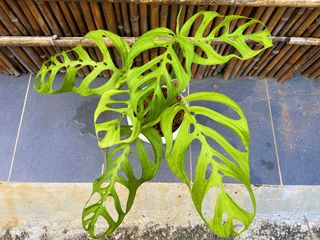 （分類：）位於 。 由 naturehk 提交（商品編號 1163477416，圖片 1）。簡介： 。