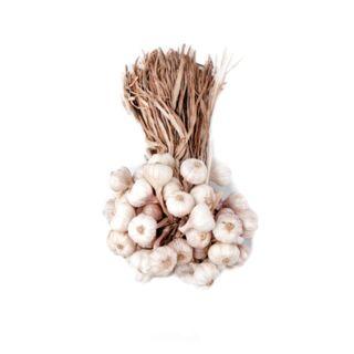 Native Garlic