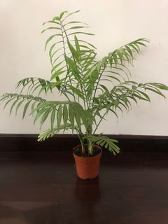 （分類：）位於 。 由 jeanngsg 提交（商品編號 1163361420，圖片 1）。簡介： 。