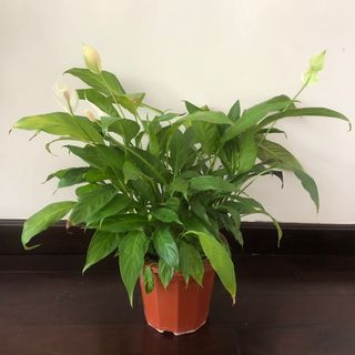 （分類：）位於 。 由 jeanngsg 提交（商品編號 1163360148，圖片 1）。簡介： 。