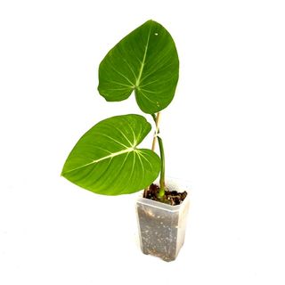 (Category: ) located in . Submitted by foliage.factory (Listing ID 1163454631, Image 1). Description: .