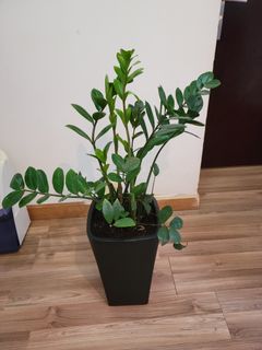 （分類：）位於 。 由 sunflower32 提交（商品編號 1163337564，圖片 1）。簡介： 。