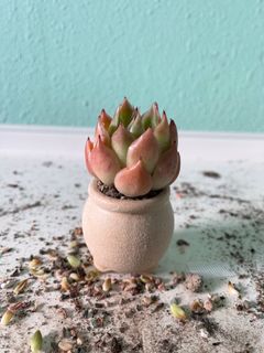 (Category: ) located in . Submitted by allthingssuccs (Listing ID 1163384277, Image 1). Description: .