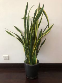 （分類：）位於 。 由 jeanngsg 提交（商品編號 1163362828，圖片 1）。簡介： 。