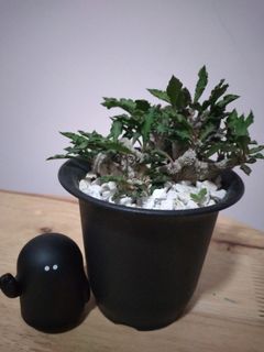 （分類：）位於 。 由 akirakoo 提交（商品編號 1158694139，圖片 1）。簡介： 。