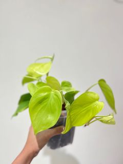 （分類：）位於 。 由 greendom_22 提交（商品編號 1157852649，圖片 1）。簡介： 。
