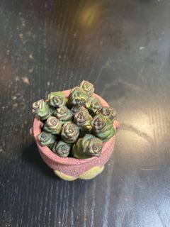 (Category: ) located in . Submitted by allthingssuccs (Listing ID 1158674119, Image 1). Description: .