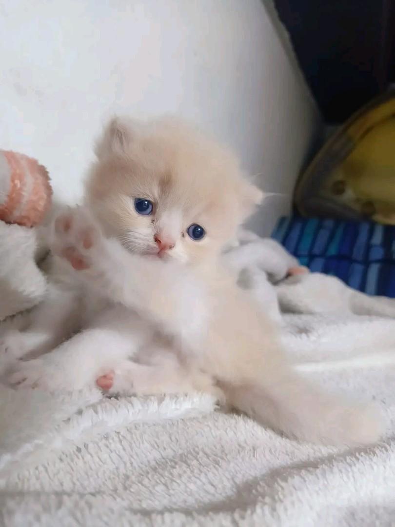 Persian bigbone, Pet Supplies, Homes & Other Pet Accessories on Carousell