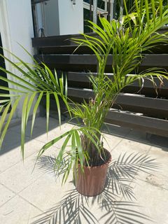 (Category: ) located in . Submitted by cjohnston (Listing ID 1158576434, Image 1). Description: .