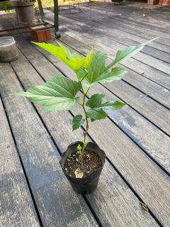 (Category: ) located in . Submitted by plantstuff (Listing ID 1158691108, Image 1). Description: .