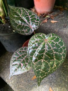 (Category: ) located in . Submitted by tiny_tropicaljungle (Listing ID 1158606673, Image 1). Description: .