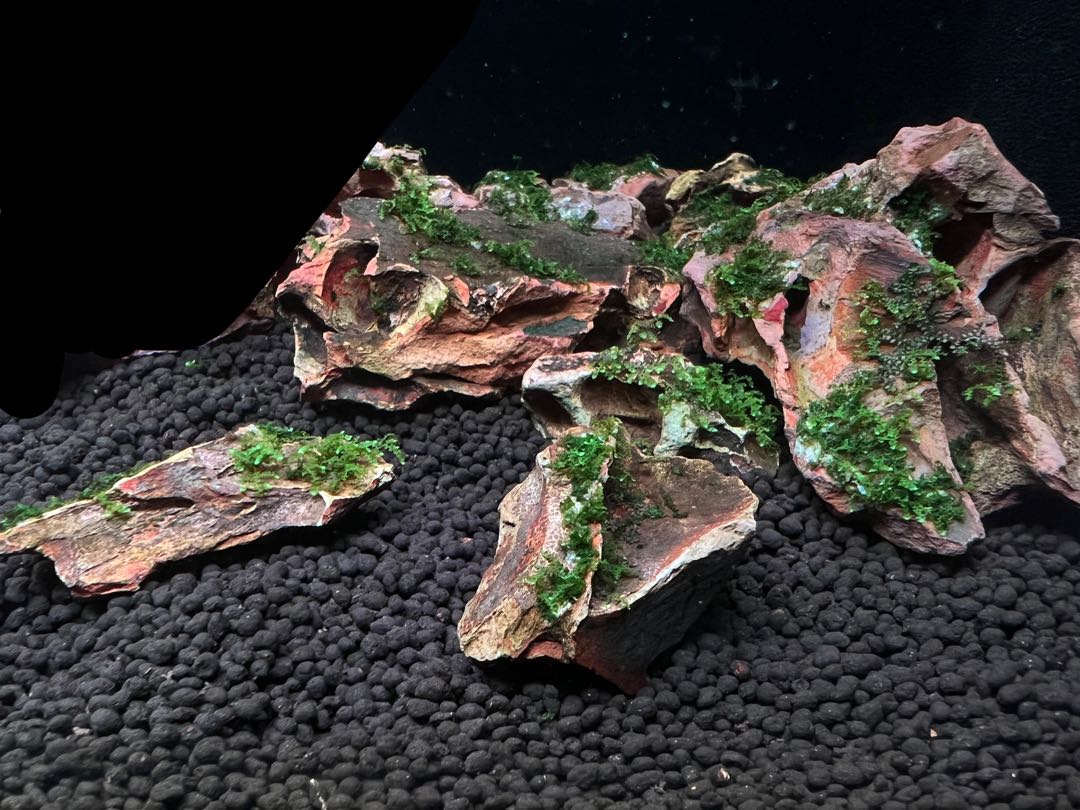 Rare crystal moss on dragonstone, Furniture & Home Living, Gardening